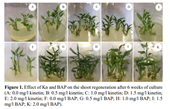 Plant regeneration of Amomum tsaoko Crevost  Lemarié in vitro