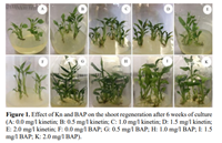 Plant regeneration of Amomum tsaoko Crevost  Lemarié in vitro