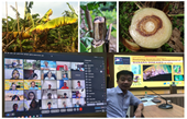 Control Fusarium oxysporum f sp cubensis causing disease on banana by using antagonistic organism – A potential approach