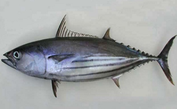 Figure 1. Skipjack tuna (Katsuwonus pelamis)