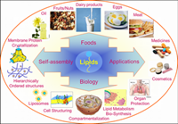 The Functions of Lipids in the Body and the Roles of Lipids in Food
