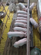 Association between the MUC4 g 243A G Polymorphism and Production Performance of Landrace and Yorkshire Pigs in Vietnam