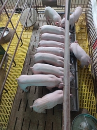Association between the MUC4 g 243A G Polymorphism and Production Performance of Landrace and Yorkshire Pigs in Vietnam