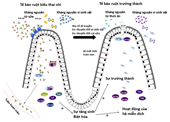 Immunostimulatory Properties of Food