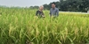 Meeting one of the authors of the Vietnamese rice variety making waves in Cuba — Why is it being grown there