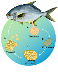 Infection and Propagation of Cryptocaryon irritans on Golden Pompano Trachinotus spp  in Vietnam
