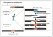 Gibson Assembly technique An advanced tool in recombinant DNA creation and applications in food technology