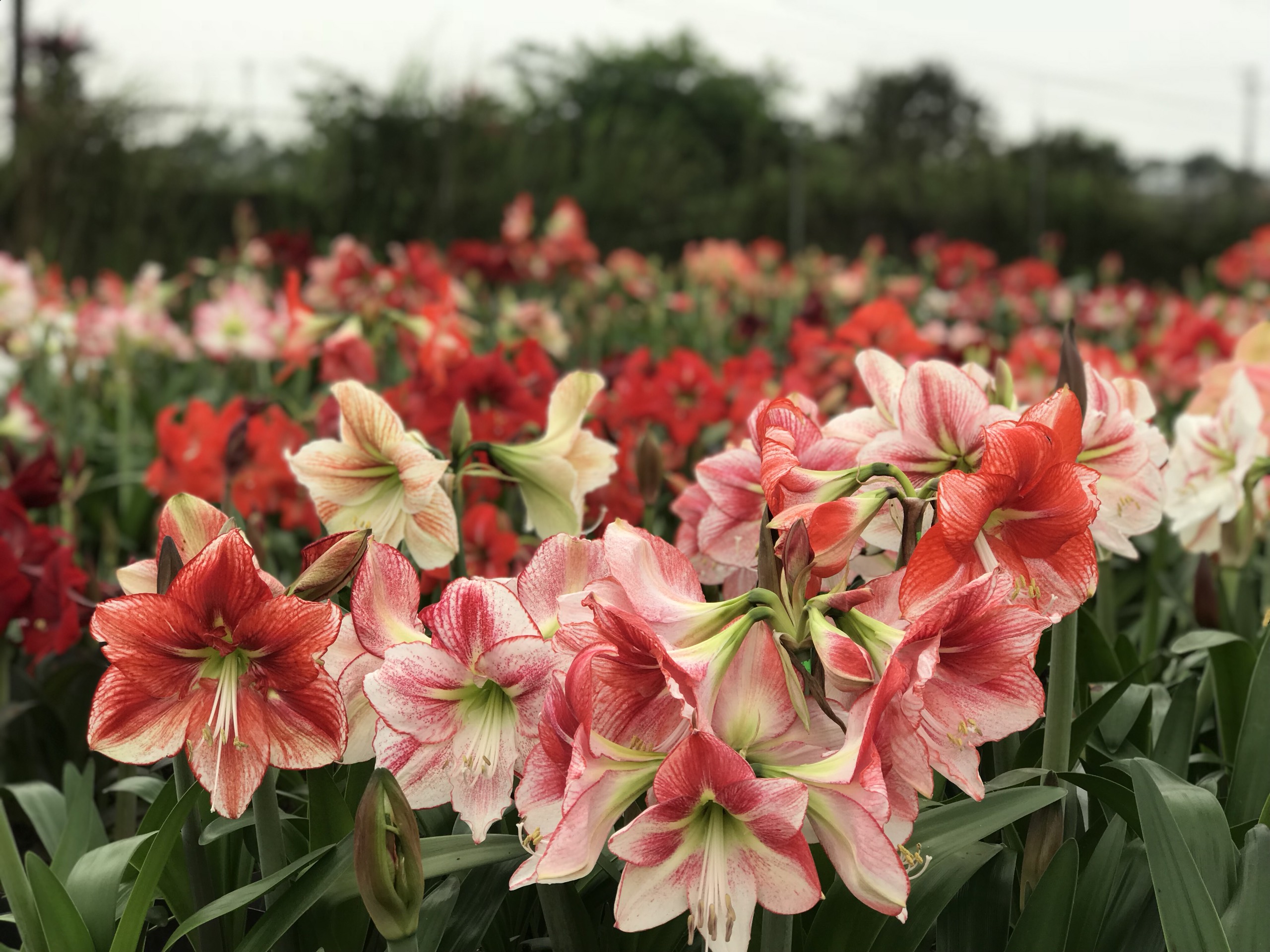 Phạm Thị Minh Phượng