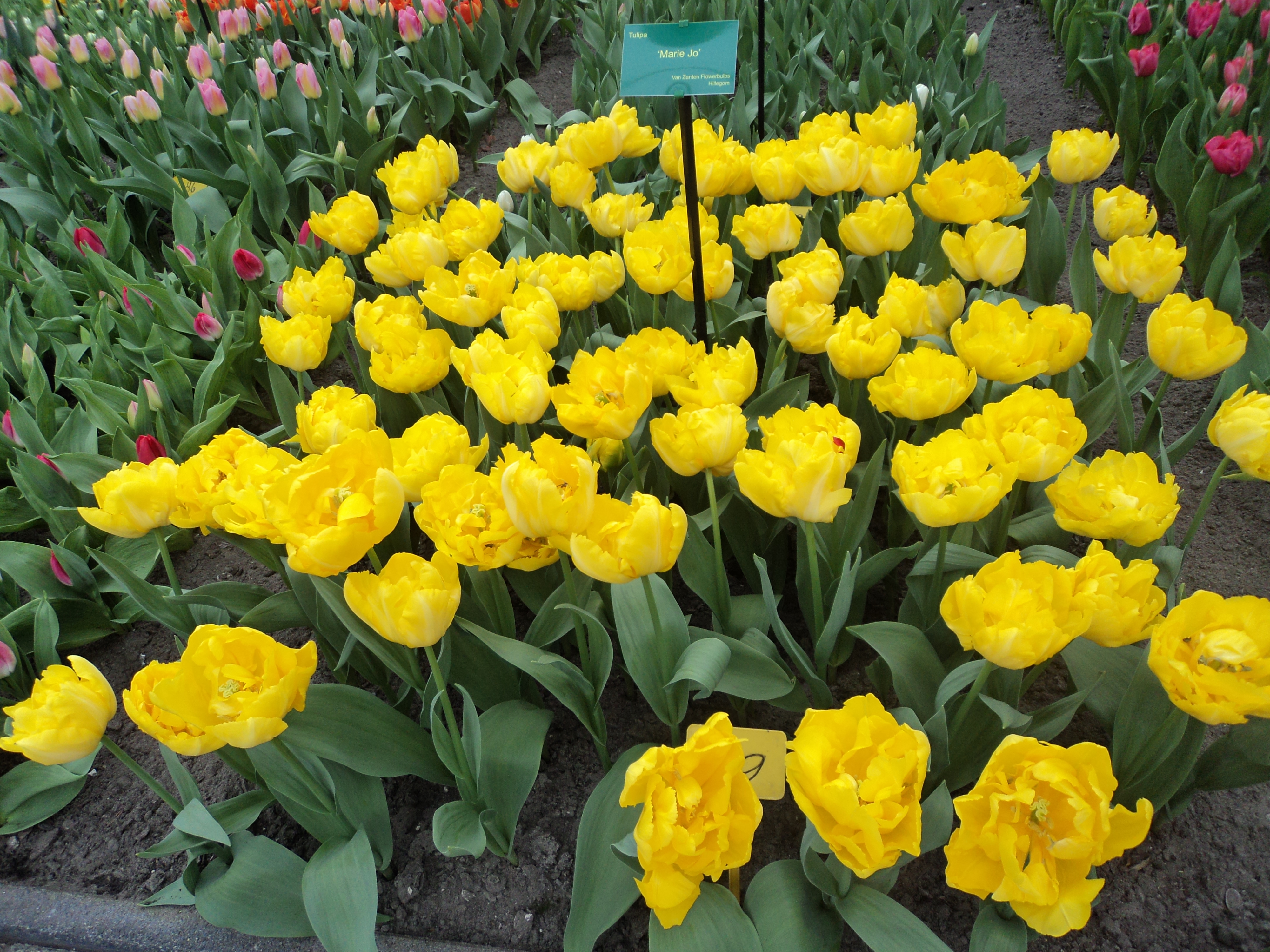 Nguyễn Thế Bình